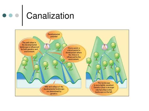 canalisations en anglais|canalization psychology.